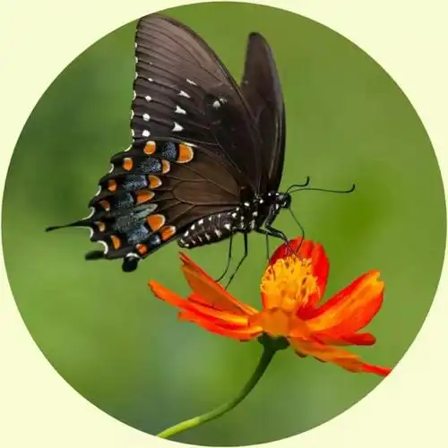 微信头像:花草树木,山川河流,美丽的大自然,养眼的风景