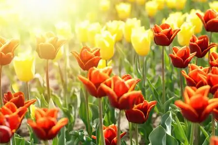 郁金香在春天,色彩缤纷的郁金香插画