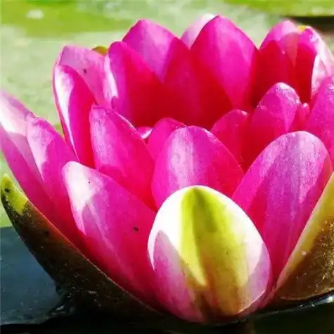 最漂亮荷花大全头像