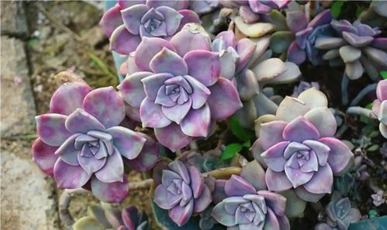 多肉紫乐又叫紫珍珠,是景天科风车草属的植物,可以采用叶插或是看透的