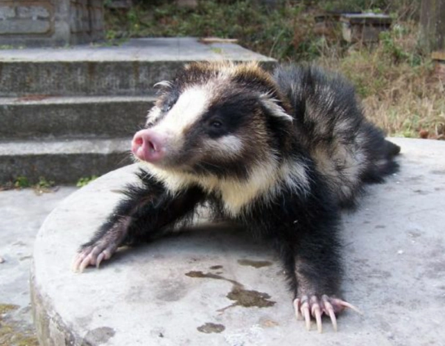 这是猪獾还是白面狸