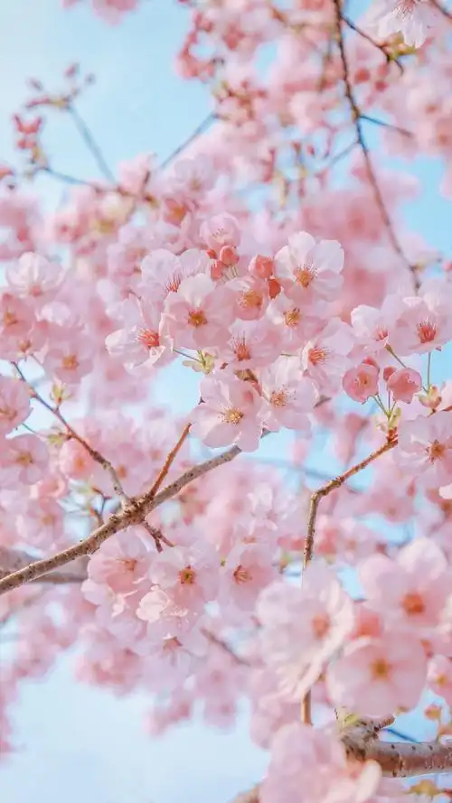 唯美樱花摄影手机壁纸图片