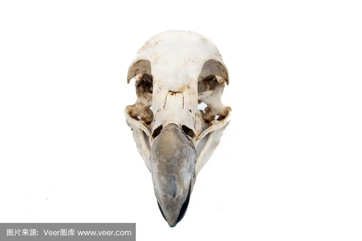 格里芬秃鹫(吉卜斯黄),鸟头骨与白色背景