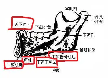 【专业原创】口腔医师《口腔解剖生理学》重要考点精粹-下颌骨的解剖