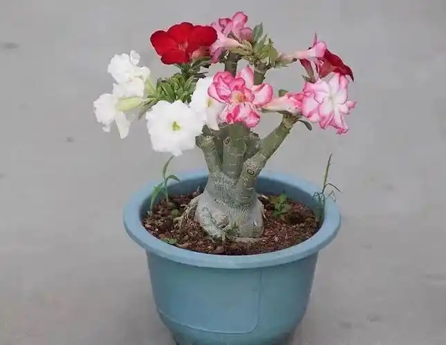 想让沙漠玫瑰多开花,春天记住4个"狠",花繁色艳,轻松美爆盆