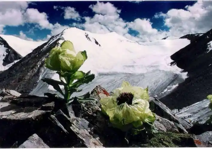 做一回你的雪莲