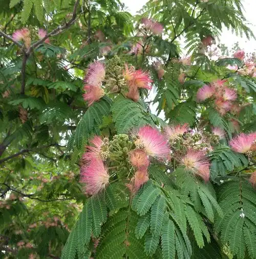 2019合欢花《高调静怡片》拍于水上公园