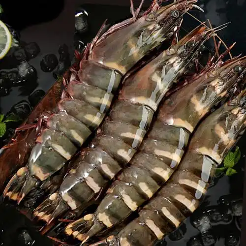 福茹洲 虎虾新鲜黑大虾鲜活冷冻特大草虾竹节老虎巨大海鲜水产小吃