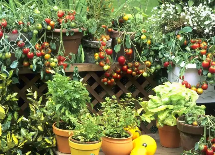 这篇指南让你迅速掌握阳台种菜的知识,方法