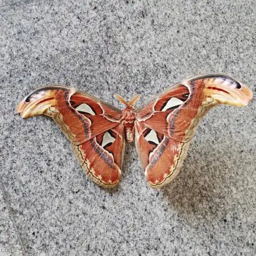 在上班路上能捡到什么乌桕大蚕蛾