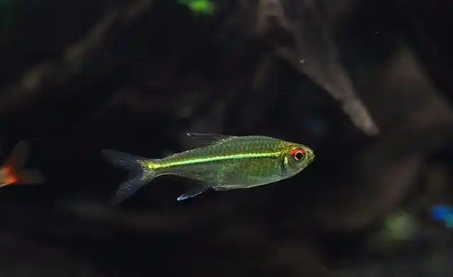 金线灯属于脊索动物亚门,纲鱼纲,硬骨鱼亚纲,脂鲤目.