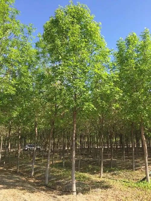 8.9.10的大叶白蜡.