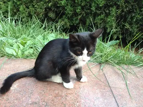 这只黑白相间的猫是什么品种呀?