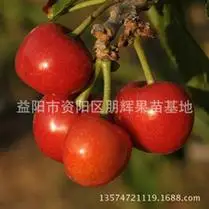 乌克兰车厘子苗北方南方大樱桃树苗云南贵州四川种植盆栽地栽果树