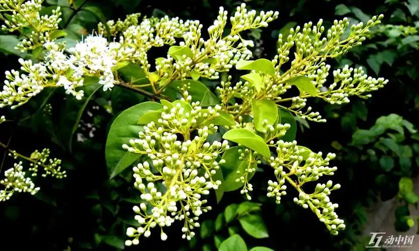 毛叶丁香的分布生境