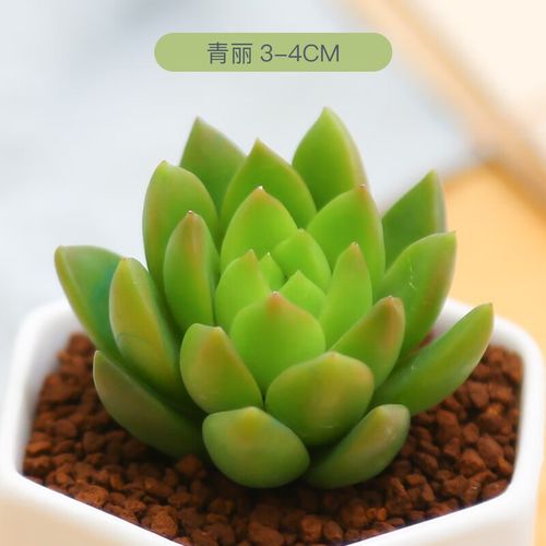 组合盆栽套餐多肉盆栽花卉含花盆云南精养肉肉易养阳台植物 青丽3-4cm