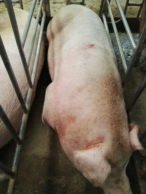 猪附红细胞体病的综合防治