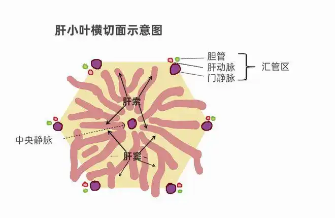 肝小叶可以大致想象成一个多边形的结构,中心区域是中央静脉;几个顶点