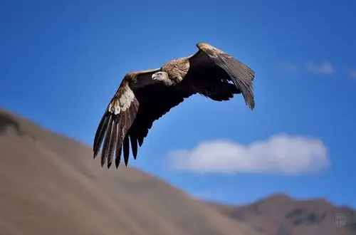 高原上飞翔的雄鹰