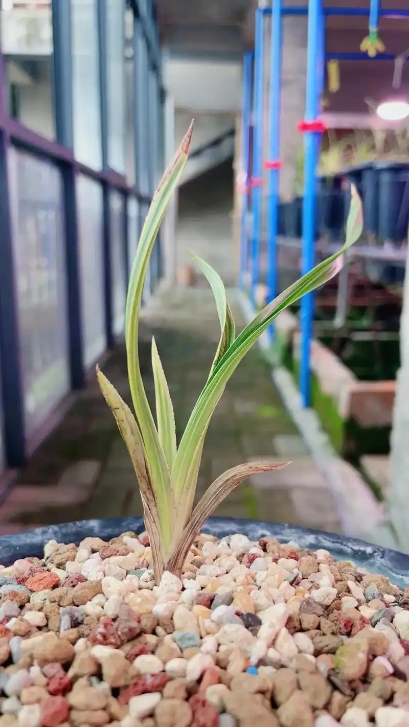 蕙兰 #精品兰花 鹅头水晶#好看的花一定要分享给你 - 抖音