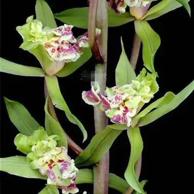 蕙兰〔绿牡丹〕4苗