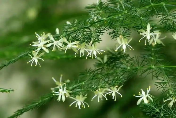 想让文竹开花,这5个条件你必需满足!