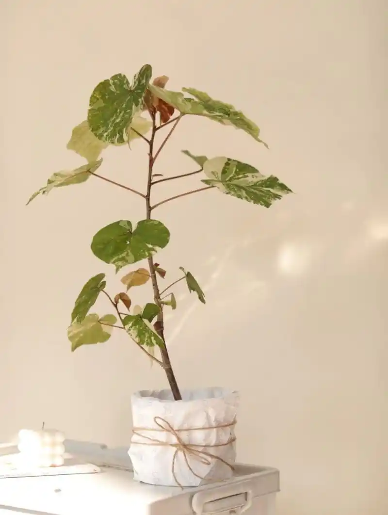 家里客厅放一盆花叶黄槿盆栽就立马高级起来 为冬日的家居环境添点"