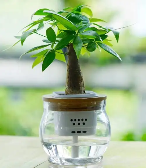 植物水培的介绍