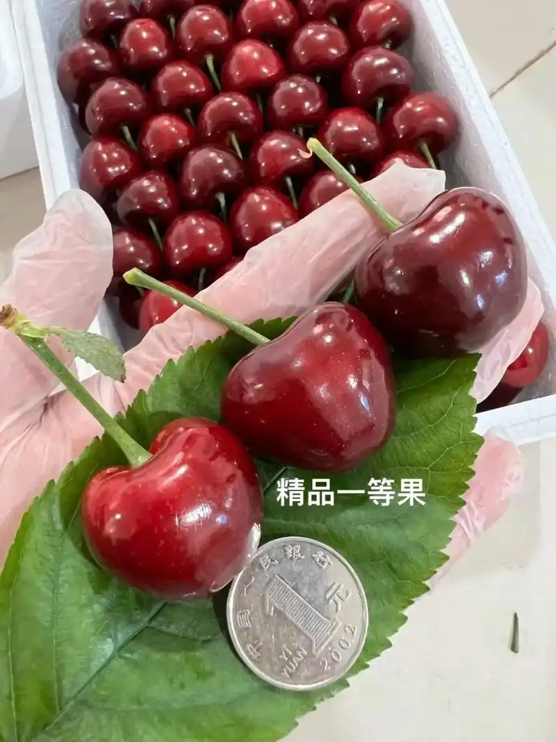 大连美早大樱桃