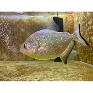 000人付款淘宝出17cm旧金山黄钻水虎.