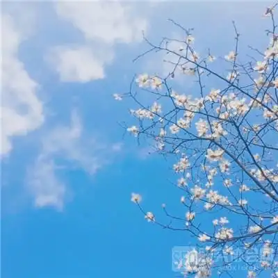 微信头像带字静的图片