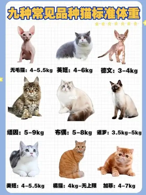 养猫经验分享你家猫咪的体重标准吗