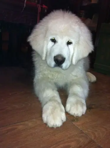 这个雪獒值多少钱