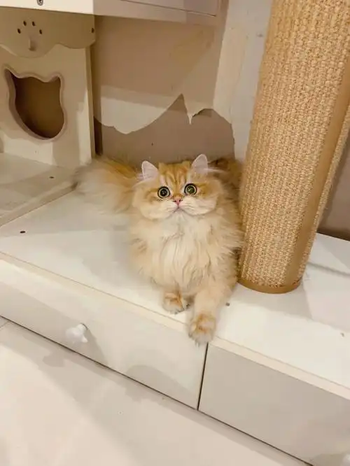 金渐层长毛妹子