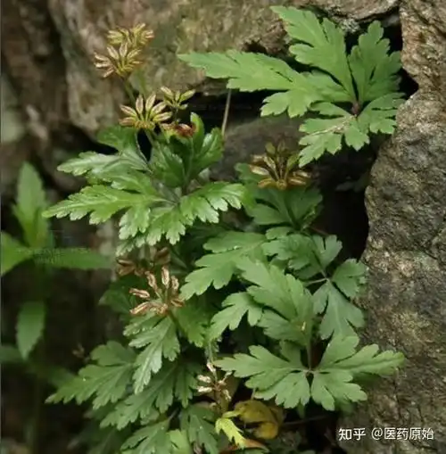 黄连植物