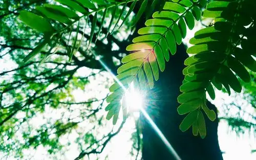 清新自然唯美的绿色植物风景桌面壁纸