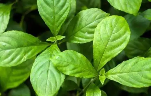 板蓝根在中国多数种植品种为菘蓝,一般亩产200斤左右.