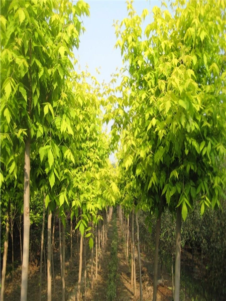 复叶槭,金叶复叶槭,绿叶复叶槭,塘槭树,绿叶塘槭,金叶塘槭-河北保定