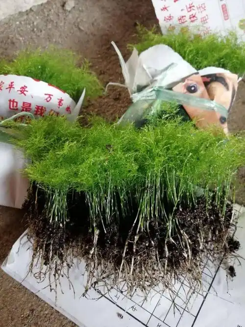 文竹福建铁杆文竹幼苗苗圃包邮直发