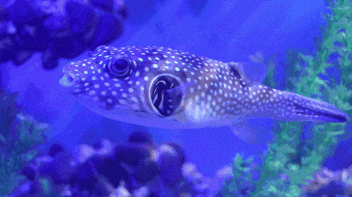 海底世界动态壁纸(屏幕上鱼在游动的壁纸)