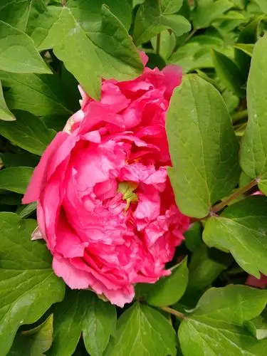 红艳艳的牡丹花美得让人无法形容