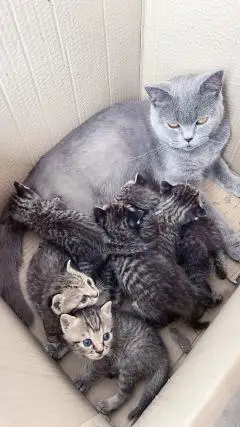 蓝猫跟别人家狸花猫串串,有喜欢的同城自取,50一只