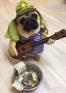 汪星人gif爆笑gif纸币gif小铁碗gif