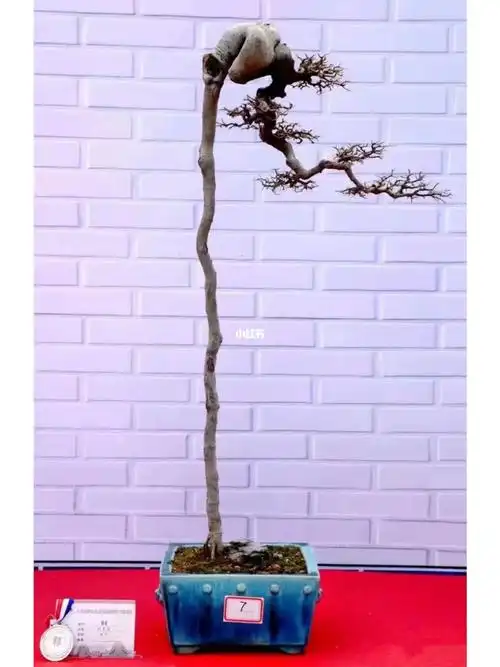 文人盆景  #朴树盆景  #茶空间  #茶空间美学