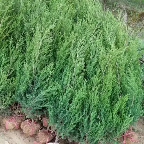 江苏龙柏苗价格 龙柏苗多少钱一棵