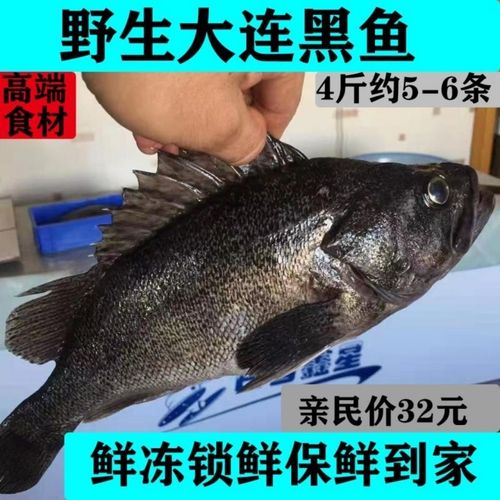 野生黑老婆鱼大连黑鱼黑头鱼大连海鲜野生石斑鱼鱼水产黑鱼