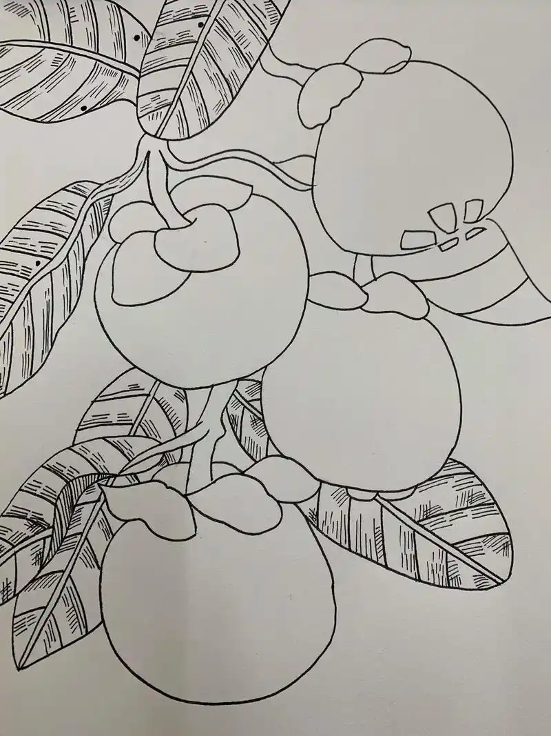 好吃的水果-山竹.#手绘 #山竹 #创意 #线描 #画画使我 - 抖音