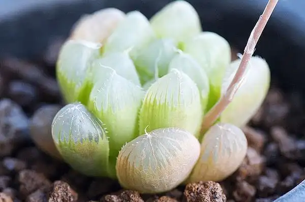 玉露怎么养得饱满