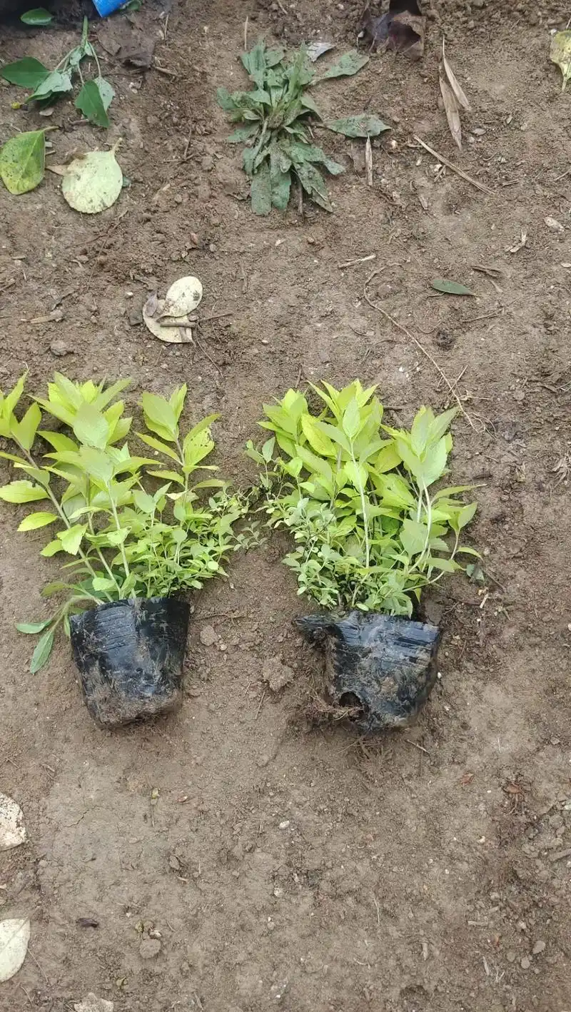 金山金焰粉花绣线菊13853672762 - 抖音