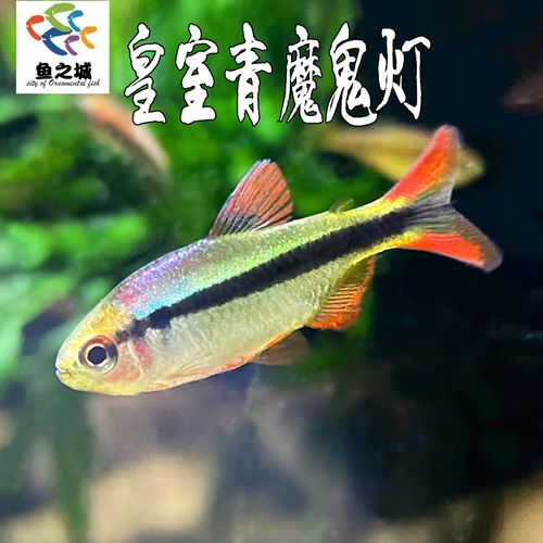 皇室青魔鬼灯热带鱼淡水草缸群游高端南美七彩魔鬼鱼灯科鱼红绿灯